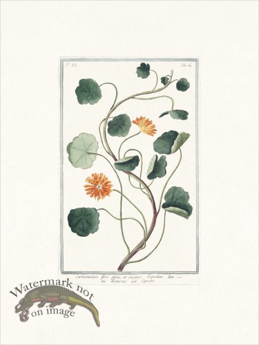 (image for) Bonelli 664 Capuzine