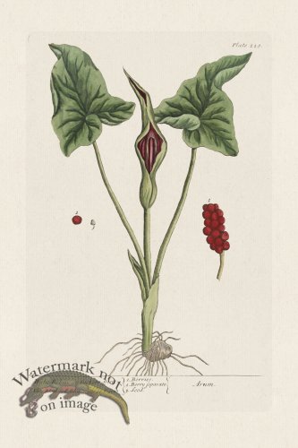 (image for) BEE 228 Wake Robin