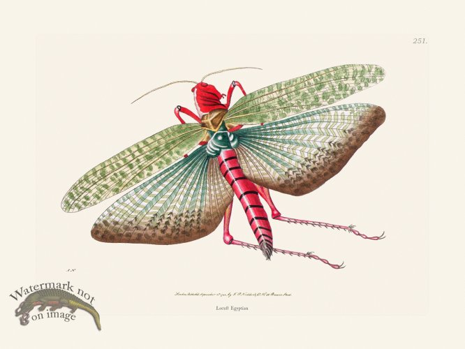 (image for) 251 Locust Egyptian
