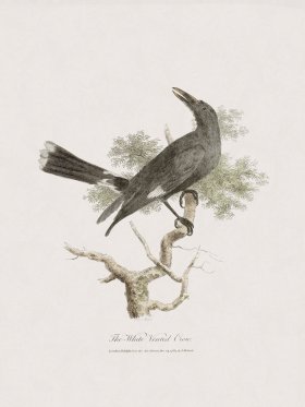 36 New Holland Caffowary