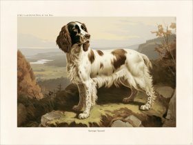 CFA Dog Britany Spaniel 02