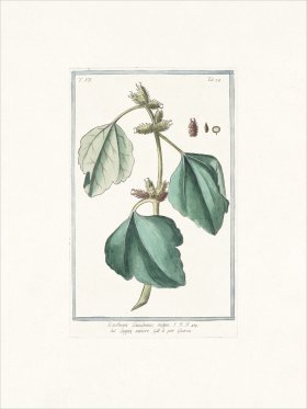 Bonelli 674 Canada cockleburr