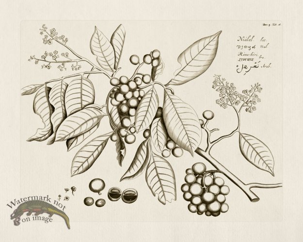 (image for) HORTUS VOL 04 16