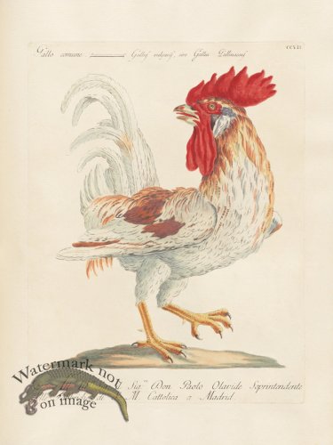 (image for) Manetti 207