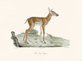(image for) Cuvier 025 Fawn Of The Virginia Deer