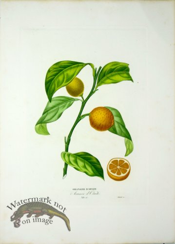 (image for) Des Orangers 13