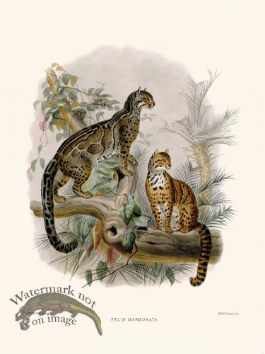 (image for) Elliot Cat 09 Marbled Cat