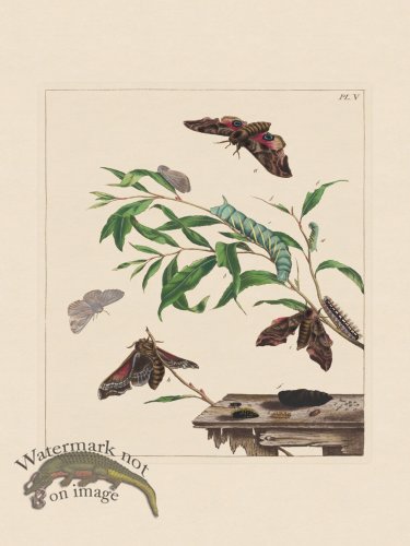 (image for) Moses Harris Insects 05