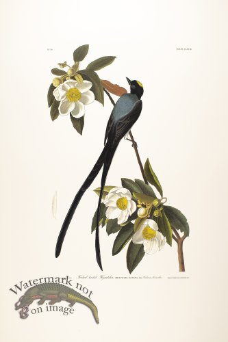 Forked-Tailed Flycatcher