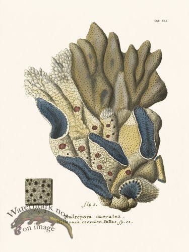 (image for) Esper Coral 030