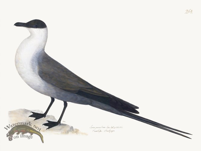 (image for) Rudbeck 264 Gull 24x18