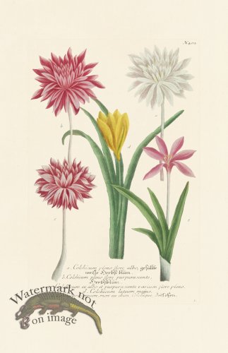 (image for) Weinmann PL 404