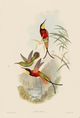 Gould Hummingbird 066