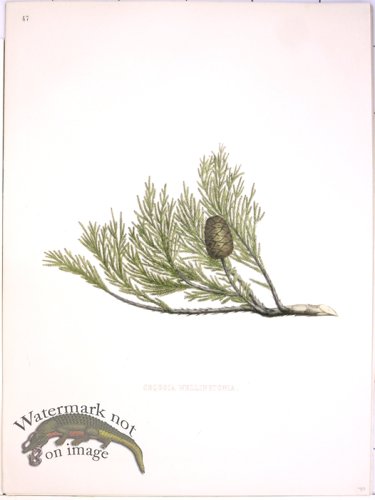 (image for) Lawson Pine Cone 30