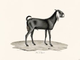 Cuvier 135 Goat of Nepaul Male