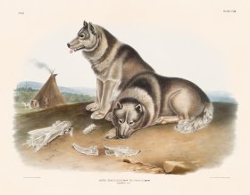 (image for) 113 Esquimaux Dog