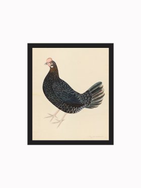 Rudbeck CFA_BF 29 FARMHEN