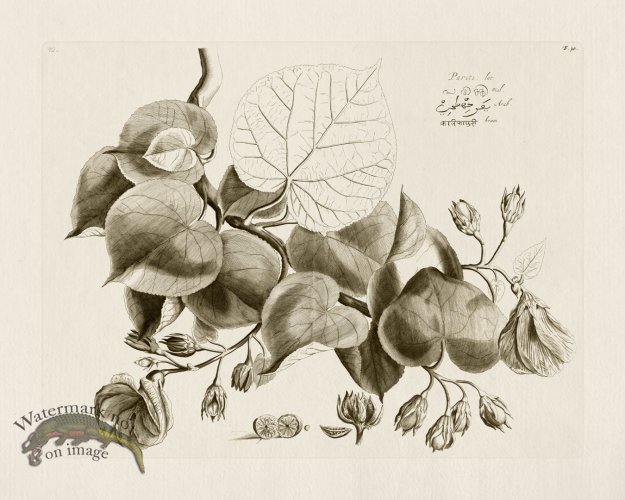 (image for) HORTUS VOL 01 30