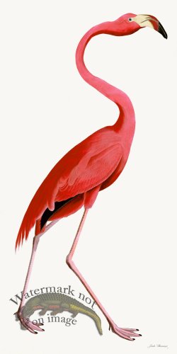 (image for) Rudbeck 038 Pink Flamingo 20x40