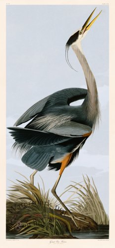 (image for) 211 Great Blue Heron Head Up