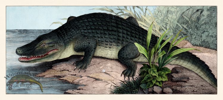 (image for) Schubert Single Gator 1870