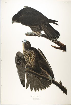 Labrador Falcon