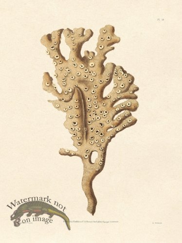 (image for) Shaw Nodder SL 38