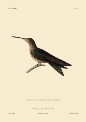 Humming Bird 45