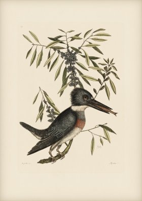 069 King Fisher