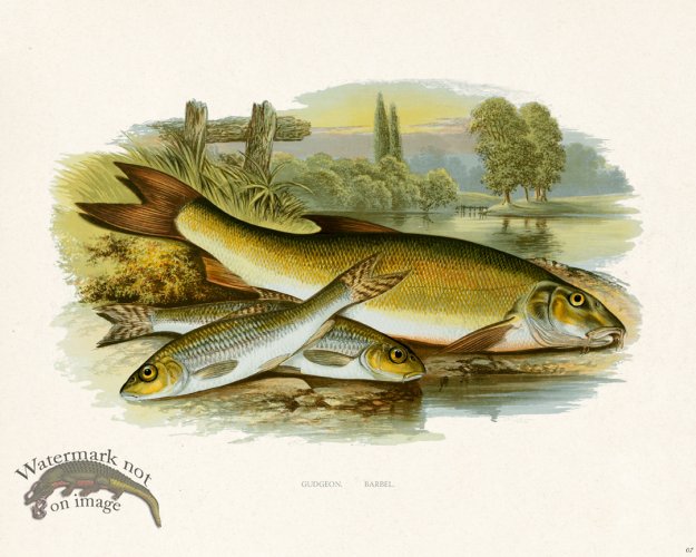 (image for) British FW 07