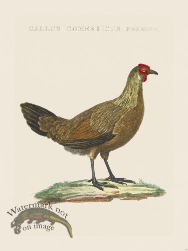 (image for) Nozeman Bird 138