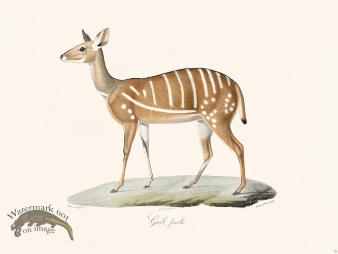 (image for) Cuvier 054 Female Bushbuck
