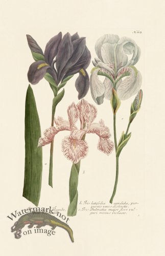 (image for) Weinmann PL 607