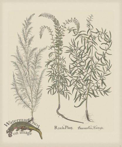 (image for) Besler 165 Colored B2