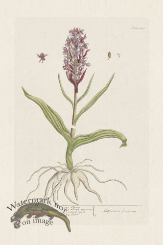 (image for) BEE 405 Female Satyrium