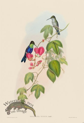(image for) Gould Hummingbird 103