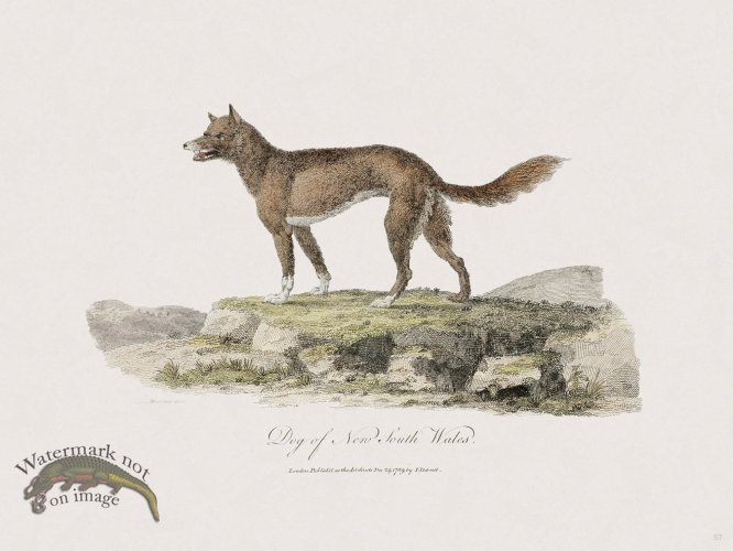 (image for) 57 New Holland Caffowary