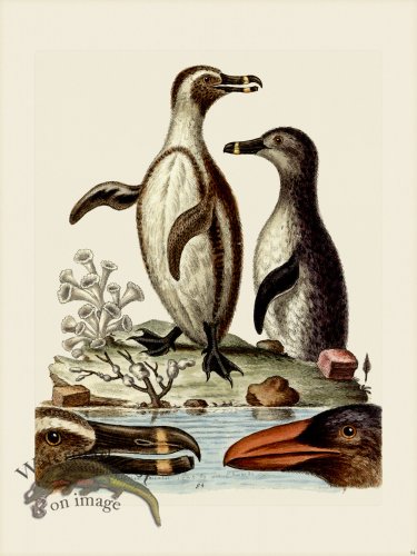(image for) Edwards 094 Black -footed Penguins