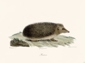 Cuvier 207 Hedgehog