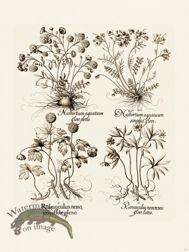 (image for) Besler 017 B1