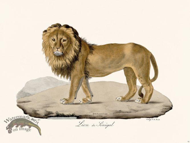 (image for) Cuvier 092 Lion of Benegal