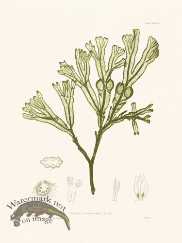 (image for) Bradbury Seaweed 136
