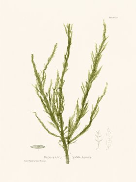 Bradbury Seaweed 142