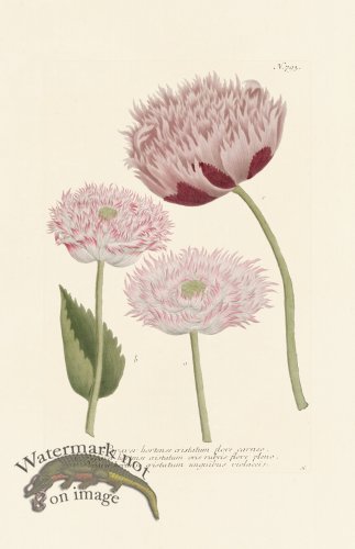 (image for) Weinmann PL 793