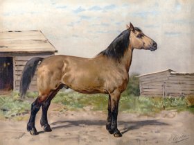 (image for) Canadian Horse by Eerelman