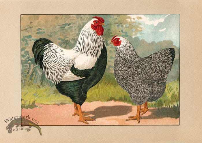 (image for) Chicken 63