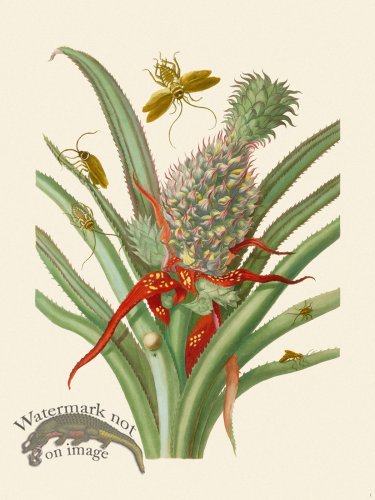 Merian Metamorphosis 01