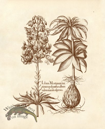 (image for) Besler 09 Lilium Montanum Ma