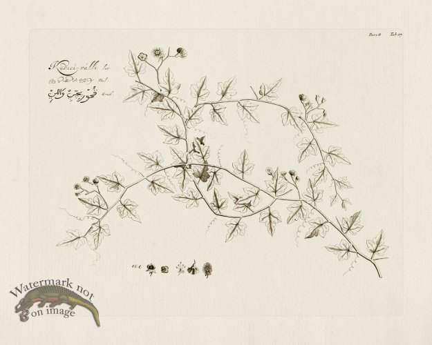 (image for) HORTUS VOl 08 27