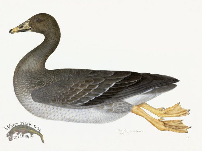(image for) Rudbeck 021 GREYLAG GOOSE 24x18